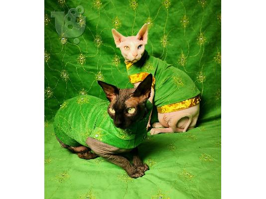 γατάκια sphynx